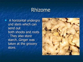 Rhizome    A horizontal underground stem which can send out both shoots and roots. They also store starch. Ginger was taken at the grocery store.  Rhizome  