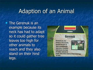 Adaption of an Animal The Gerenuk is an example because its neck has had to adapt so it could gather tree leaves too high for other animals to reach and they also stand on their hind legs.  