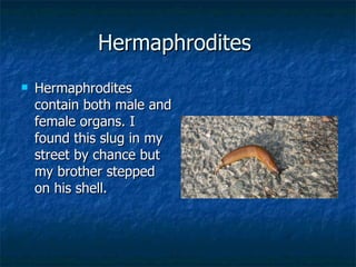 Hermaphrodites  Hermaphrodites contain both male and female organs. I found this slug in my street by chance but my brother stepped on his shell.  