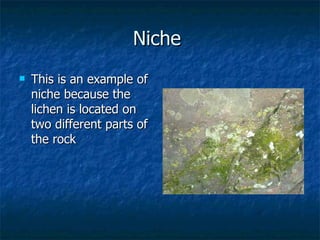 Niche  This is an example of niche because the lichen is located on two different parts of the rock 