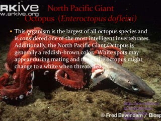  This organism is the largest of all octopus species and
  is considered one of the most intelligent invertebrates.
  Add...