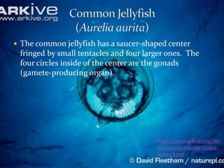  The common jellyfish has a saucer-shaped center
 fringed by small tentacles and four larger ones. The
 four circles insi...