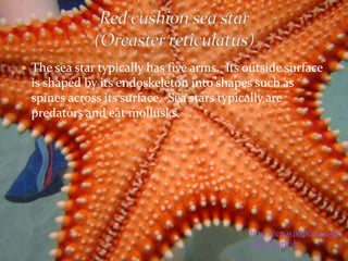  The sea star typically has five arms. Its outside surface
  is shaped by its endoskeleton into shapes such as
  spines a...