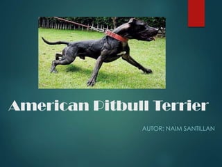 American Pitbull Terrier
AUTOR: NAIM SANTILLAN
 