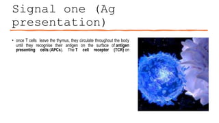 Signal one (Ag
presentation)
• once T cells leave the thymus, they circulate throughout the body
until they recognise their antigen on the surface of antigen
presenting cells (APCs). The T cell receptor (TCR) on
 