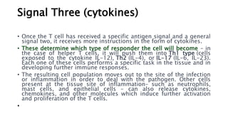 Signal Three (cytokines)
• Once the T cell has received a specific antigen signal and a general
signal two, it receives more instructions in the form of cytokines.
• These determine which type of responder the cell will become – in
the case of helper T cells, it will push them into Th1 type (cells
exposed to the cytokine IL-12), Th2 (IL-4), or IL-17 (IL-6, IL-23).
Each one of these cells performs a specific task in the tissue and in
developing further immune responses.
• The resulting cell population moves out to the site of the infection
or inflammation in order to deal with the pathogen. Other cells
present at the tissue site of inflammation– such as neutrophils,
mast cells, and epithelial cells – can also release cytokines,
chemokines, and other molecules which induce further activation
and proliferation of the T cells.
•
 