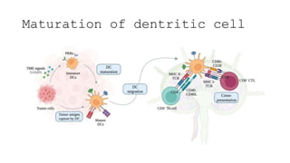 Maturation of dentritic cell
 