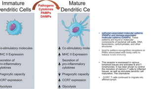 • pathogen-associated molecular patterns
(PAMPs) and damage-associated
molecular patterns (DAMPs). These
patterns are found in molecular
components of bacterial cell walls, DNA,
lipoproteins, carbohydrates, and other
structures
• bind to pattern-recognition receptors or
PRRs associated with body cells to
induce innate immunity
• This receptor is expressed in various
lymphoid tissues and activates B and T
lymphocytes. It has been shown to control
the migration of memory T cells to inflamed
tissues, as well as stimulate dendritic cell
maturation. The chemokine
• , CCR7+ T cells continued to migrate into
afferent lymph.
 