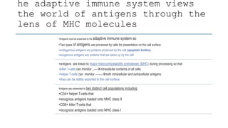he adaptive immune system views
the world of antigens through the
lens of MHC molecules
•Antigens must be presented to the adaptive immune system so
•Two types of antigens are processed by cells for presentation on the cell surface
•endogenous antigens are proteins produced by the cell (apoptotic bodies)
•exogenous antigens are proteins that are taken up by the cell
•antigens are linked to major histocompatability complexes (MHC) during processing so that
•killer T-cells can monitor _---intracellular contents of all cells
•helper T-cells can monitor -------both intracellular and extracellular antigens
•they can be stably exported to the cell surface
Antigens are presented to two distinct cell populations including
•CD4+ helper T-cells that
•recognize antigens loaded onto MHC class II
•CD8+ killer T-cells that
•recognize antigens loaded onto MHC class I
 
