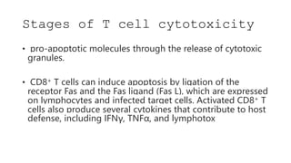 Stages of T cell cytotoxicity
• pro-apoptotic molecules through the release of cytotoxic
granules.
• CD8+ T cells can induce apoptosis by ligation of the
receptor Fas and the Fas ligand (Fas L), which are expressed
on lymphocytes and infected target cells. Activated CD8+ T
cells also produce several cytokines that contribute to host
defense, including IFNγ, TNFα, and lymphotox
 