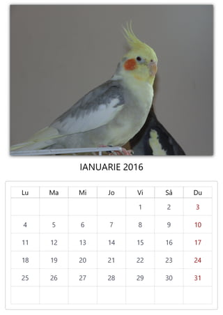 Calendar 2016 - Budzi && Tiki
