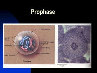 AP Cell Cycle-Mitosis and Meiosis.ppt