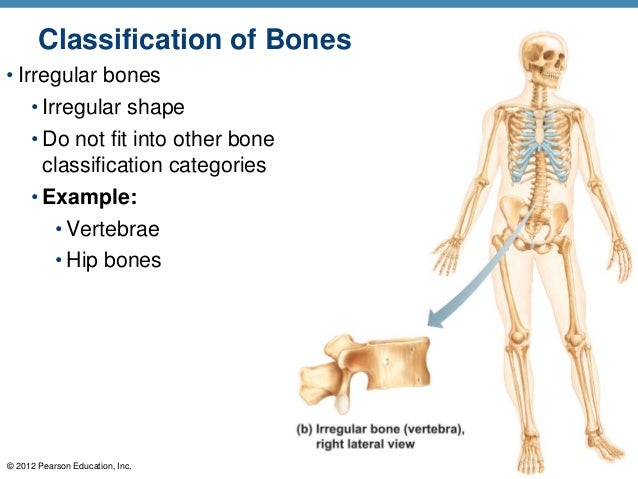 Long Bone Diagram Pearson / Art-labeling Activities - Diagram of of a