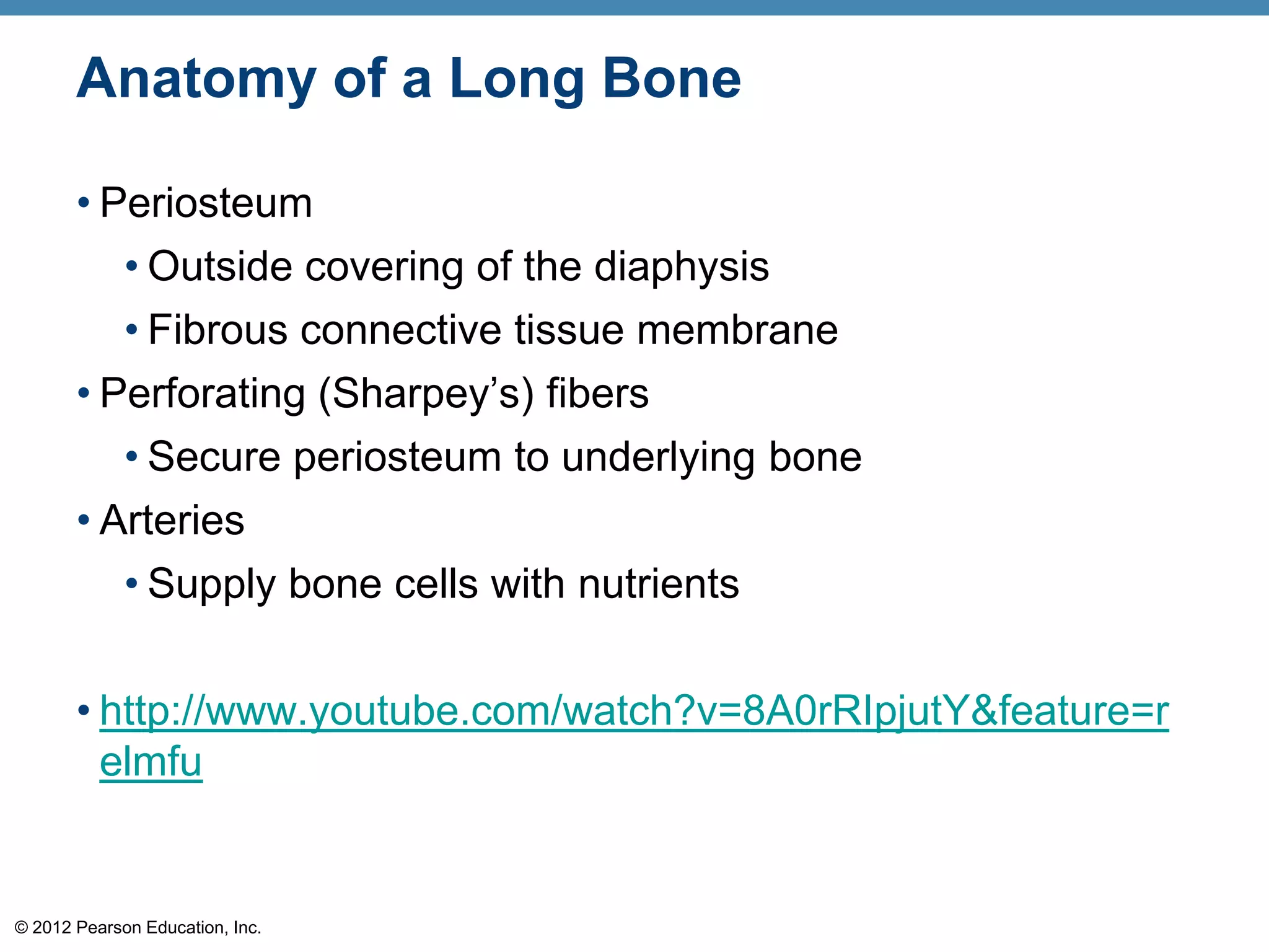Anatomy of a Long Bone

       • Periosteum
          • Outside covering of the diaphysis
          • Fibrous connective tissue membrane
       • Perforating (Sharpey’s) fibers
          • Secure periosteum to underlying bone
       • Arteries
          • Supply bone cells with nutrients


       • http://www.youtube.com/watch?v=8A0rRIpjutY&feature=r
         elmfu


© 2012 Pearson Education, Inc.
 