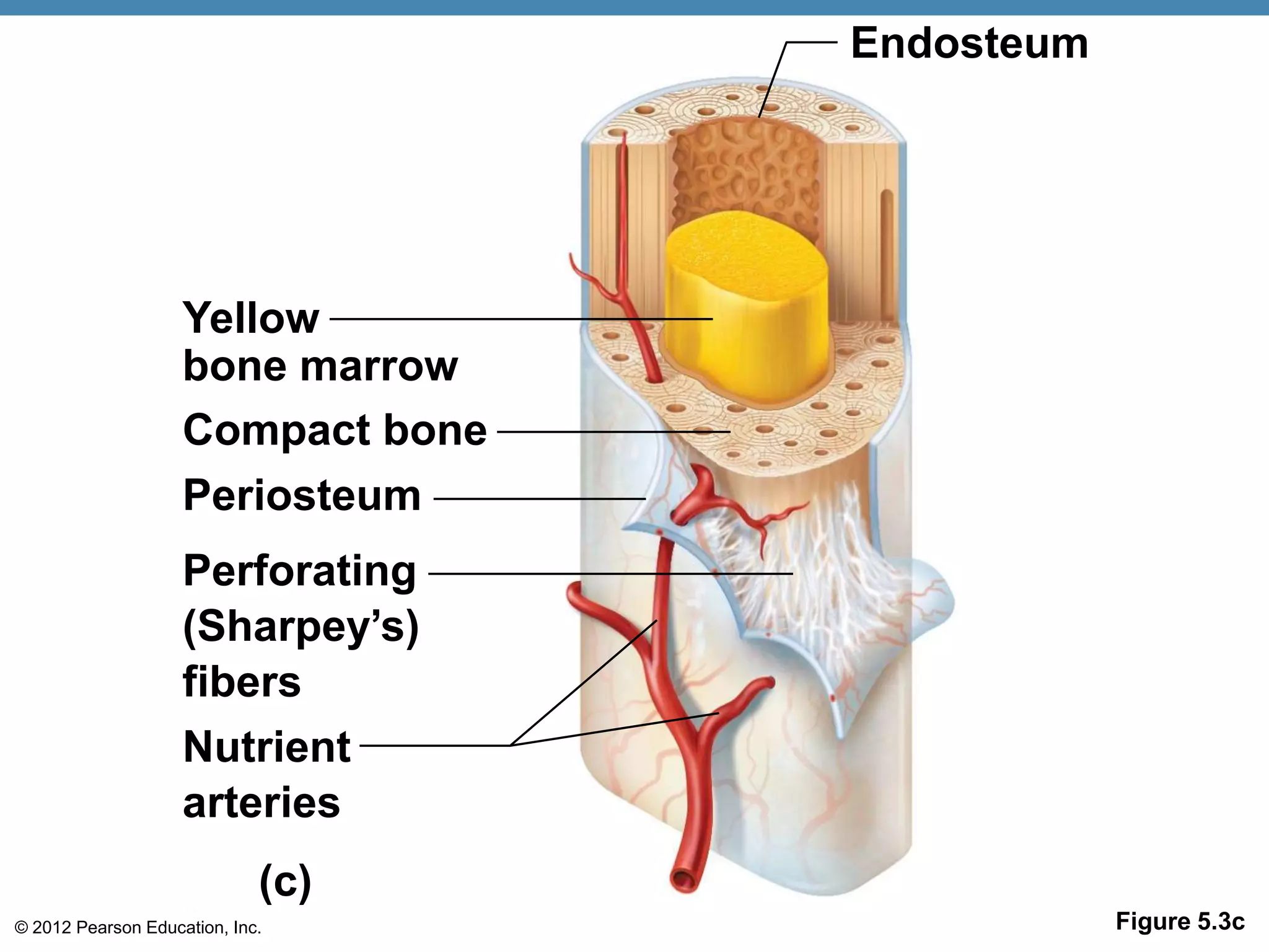 Endosteum




                    Yellow
                    bone marrow
                    Compact bone
                    Periosteum
                    Perforating
                    (Sharpey’s)
                    fibers
                    Nutrient
                    arteries
                             (c)
© 2012 Pearson Education, Inc.                 Figure 5.3c
 