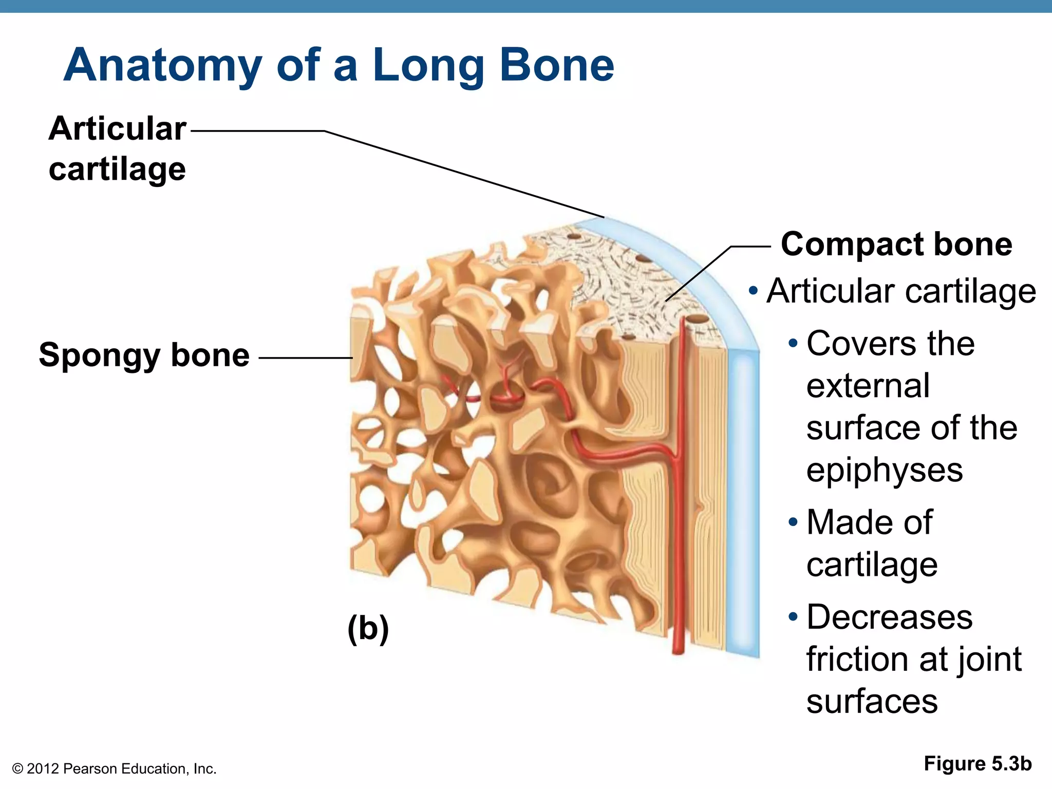 Anatomy of a Long Bone
     Articular
     cartilage

                                          Compact bone
                                       • Articular cartilage
   Spongy bone                           • Covers the
                                           external
                                           surface of the
                                           epiphyses
                                         • Made of
                                           cartilage
                                 (b)     • Decreases
                                           friction at joint
                                           surfaces
© 2012 Pearson Education, Inc.                      Figure 5.3b
 