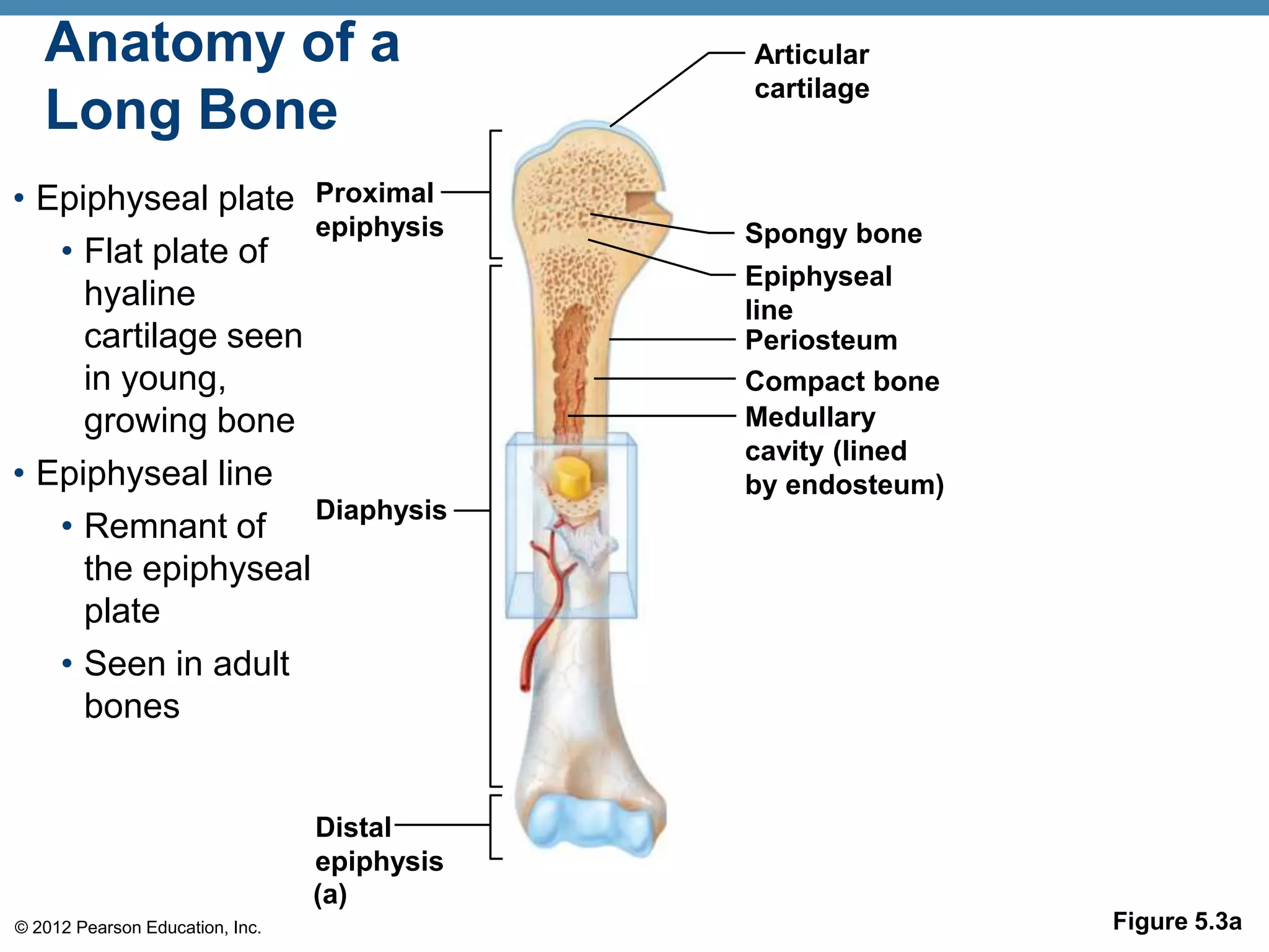 Anatomy of a                              Articular
                                             cartilage
   Long Bone
• Epiphyseal plate Proximal
                    epiphysis                Spongy bone
   • Flat plate of
                                             Epiphyseal
     hyaline                                 line
     cartilage seen                          Periosteum
     in young,                               Compact bone
     growing bone                            Medullary
                                             cavity (lined
• Epiphyseal line                            by endosteum)
                    Diaphysis
   • Remnant of
     the epiphyseal
     plate
   • Seen in adult
     bones


                                 Distal
                                 epiphysis
                                 (a)
© 2012 Pearson Education, Inc.                               Figure 5.3a
 