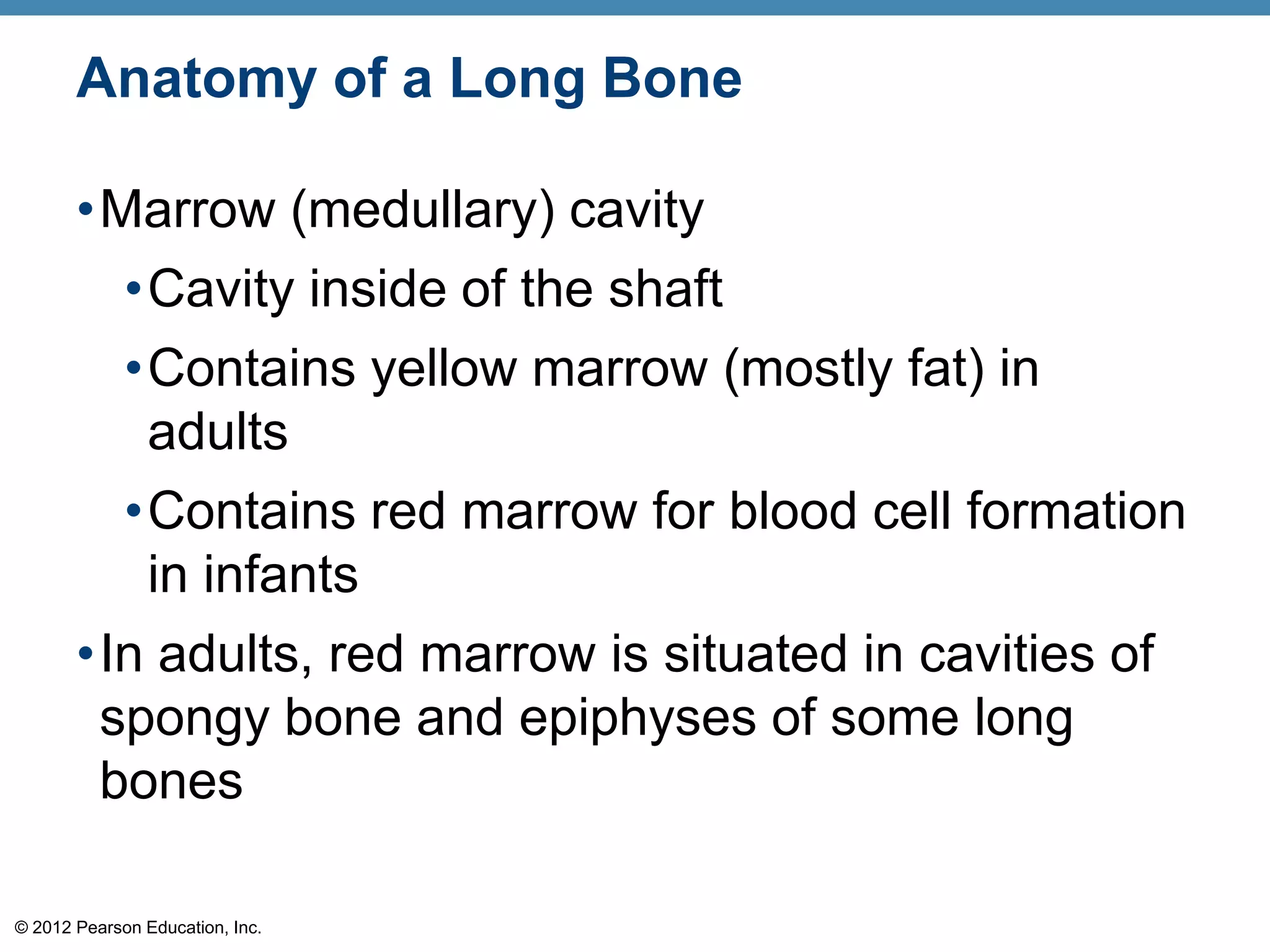 Anatomy of a Long Bone

       •Marrow (medullary) cavity
         •Cavity inside of the shaft
         •Contains yellow marrow (mostly fat) in
          adults
         •Contains red marrow for blood cell formation
          in infants
       •In adults, red marrow is situated in cavities of
        spongy bone and epiphyses of some long
        bones

© 2012 Pearson Education, Inc.
 
