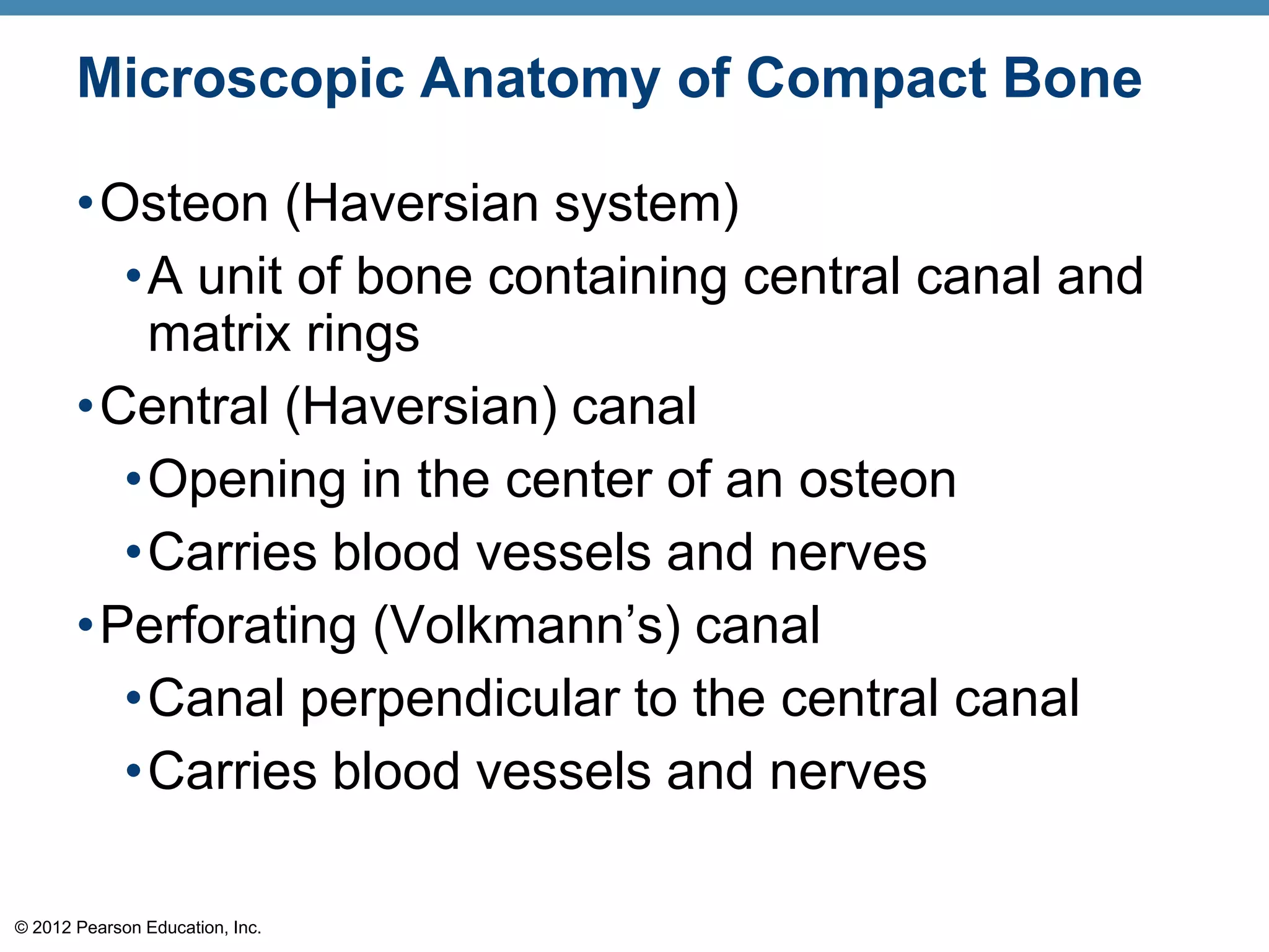 Microscopic Anatomy of Compact Bone

       •Osteon (Haversian system)
         •A unit of bone containing central canal and
          matrix rings
       •Central (Haversian) canal
         •Opening in the center of an osteon
         •Carries blood vessels and nerves
       •Perforating (Volkmann’s) canal
         •Canal perpendicular to the central canal
         •Carries blood vessels and nerves

© 2012 Pearson Education, Inc.
 