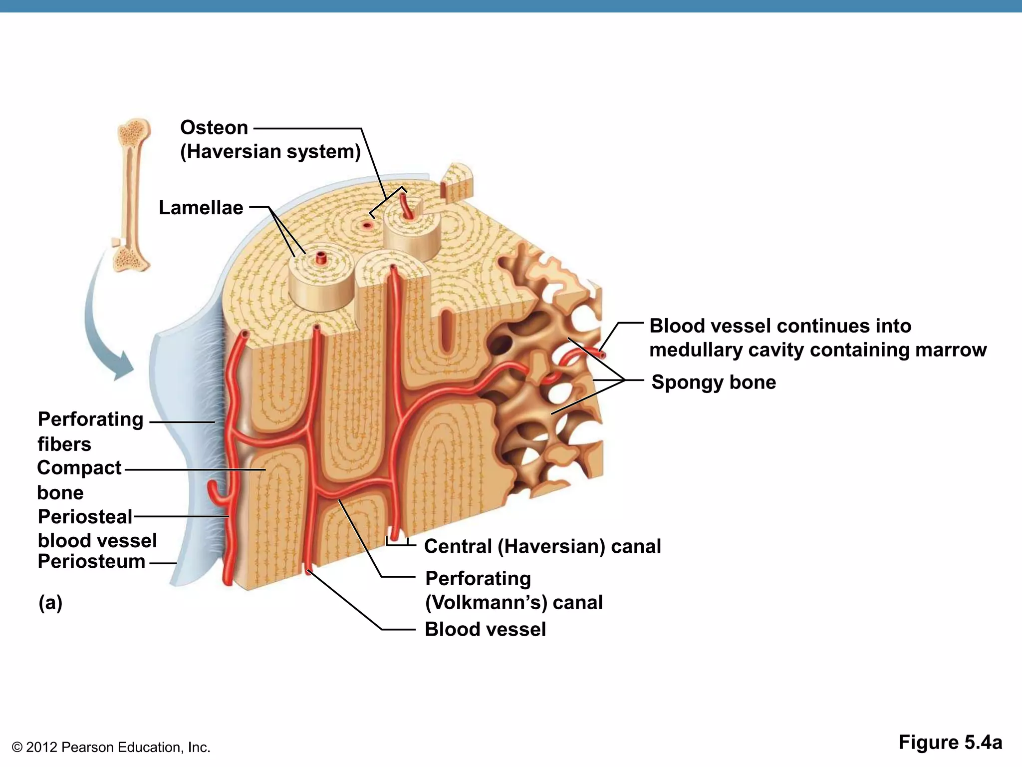 Osteon
                         (Haversian system)

                      Lamellae




                                                                     Blood vessel continues into
                                                                     medullary cavity containing marrow
                                                                     Spongy bone
   Perforating
   fibers
   Compact
   bone
   Periosteal
   blood vessel                               Central (Haversian) canal
   Periosteum
                                              Perforating
   (a)                                        (Volkmann’s) canal
                                              Blood vessel




© 2012 Pearson Education, Inc.                                                                Figure 5.4a
 