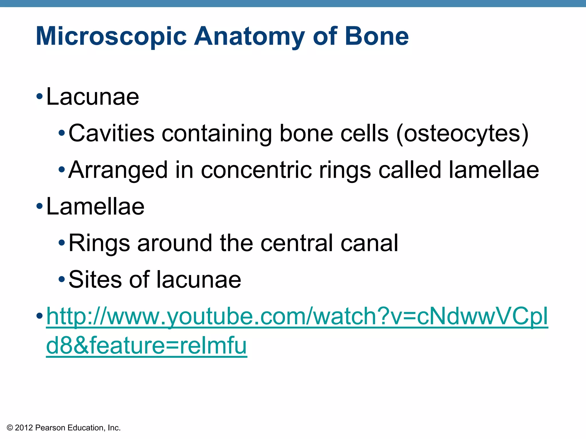 Microscopic Anatomy of Bone

       •Lacunae
         •Cavities containing bone cells (osteocytes)
         •Arranged in concentric rings called lamellae
       •Lamellae
         •Rings around the central canal
         •Sites of lacunae
       •http://www.youtube.com/watch?v=cNdwwVCpl
        d8&feature=relmfu


© 2012 Pearson Education, Inc.
 