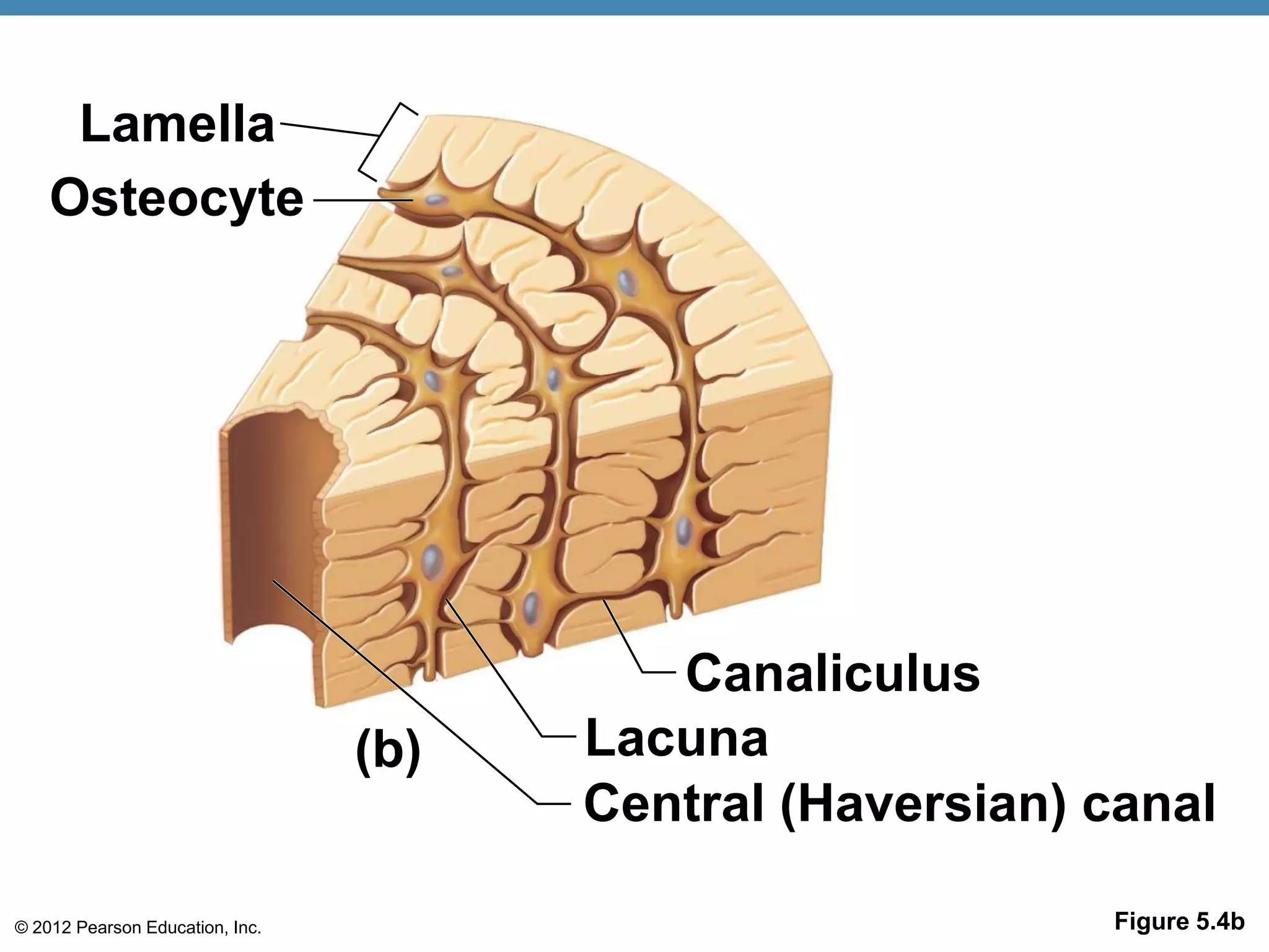 Lamella
    Osteocyte




                                          Canaliculus
                                 (b)   Lacuna
                                       Central (Haversian) canal

© 2012 Pearson Education, Inc.                             Figure 5.4b
 
