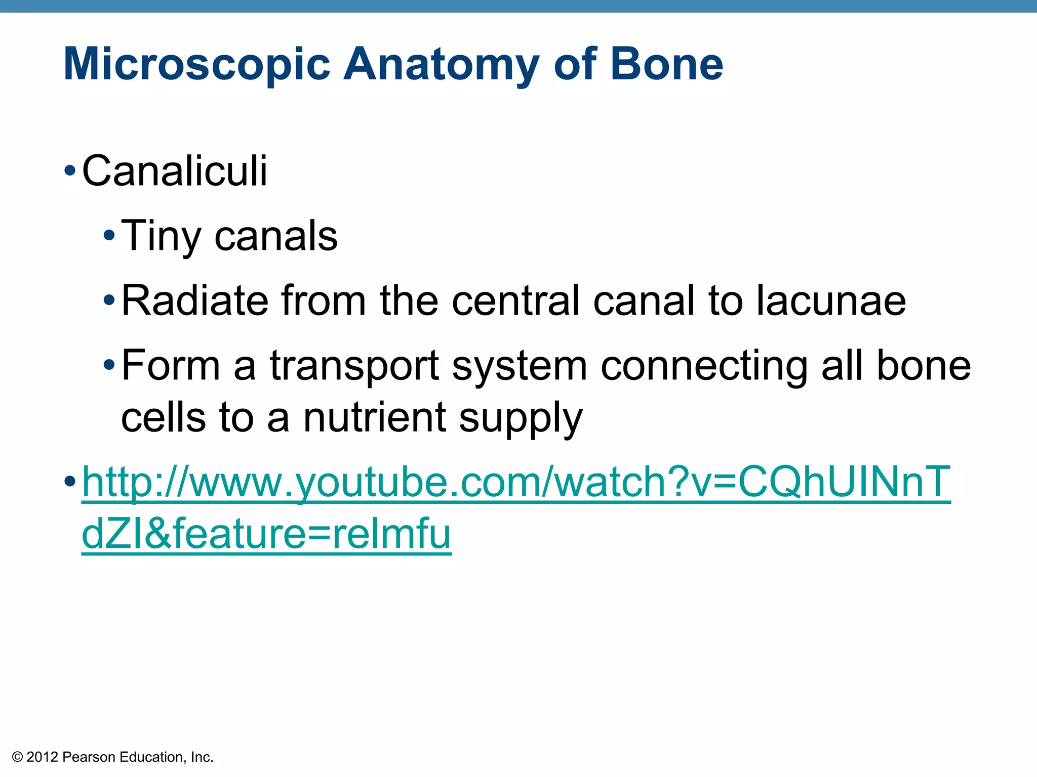 Microscopic Anatomy of Bone

       •Canaliculi
         •Tiny canals
             •Radiate from the central canal to lacunae
             •Form a transport system connecting all bone
              cells to a nutrient supply
       •http://www.youtube.com/watch?v=CQhUINnT
        dZI&feature=relmfu



© 2012 Pearson Education, Inc.
 