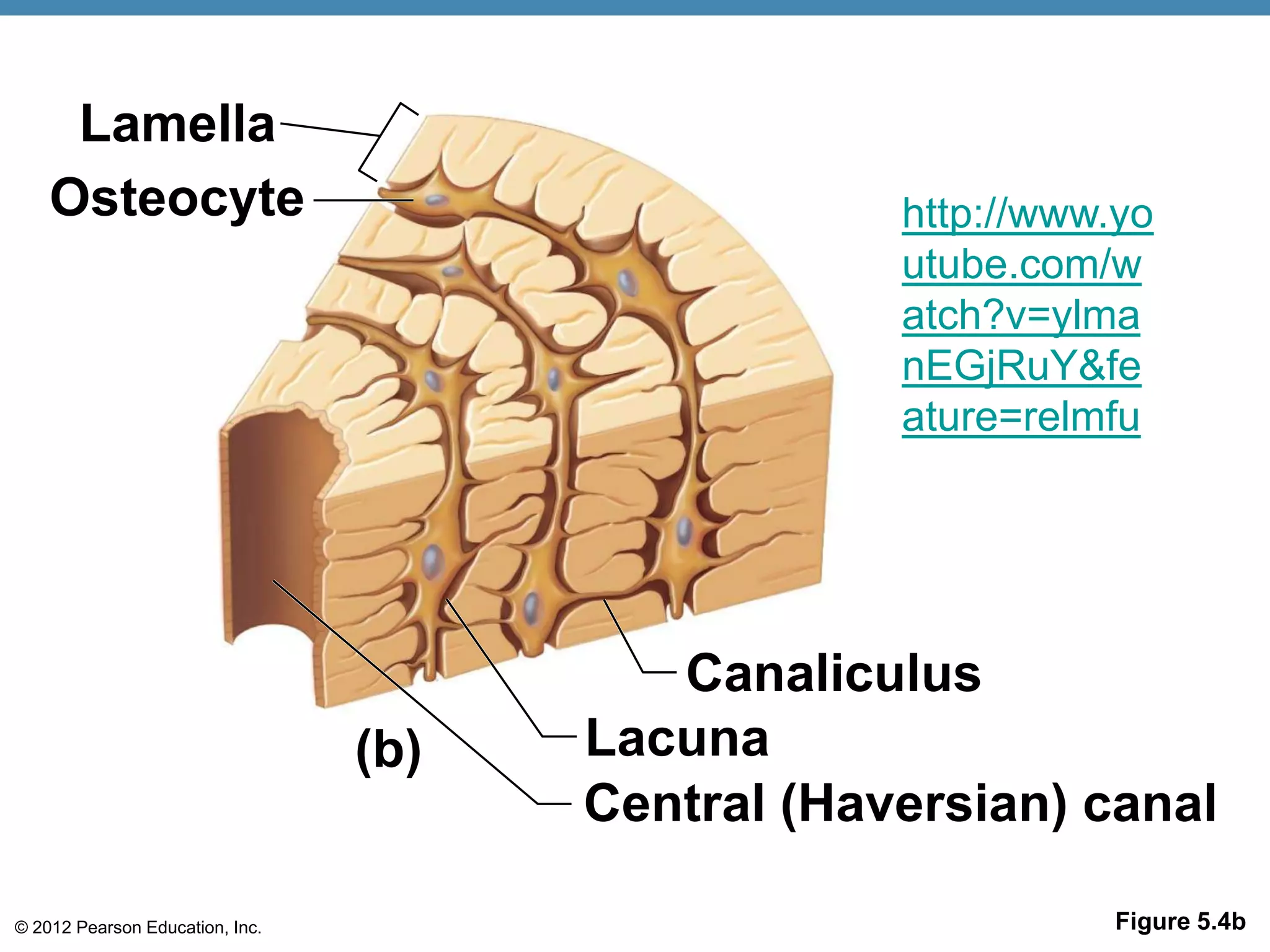 Lamella
    Osteocyte                                      http://www.yo
                                                   utube.com/w
                                                   atch?v=ylma
                                                   nEGjRuY&fe
                                                   ature=relmfu




                                          Canaliculus
                                 (b)   Lacuna
                                       Central (Haversian) canal

© 2012 Pearson Education, Inc.                                Figure 5.4b
 
