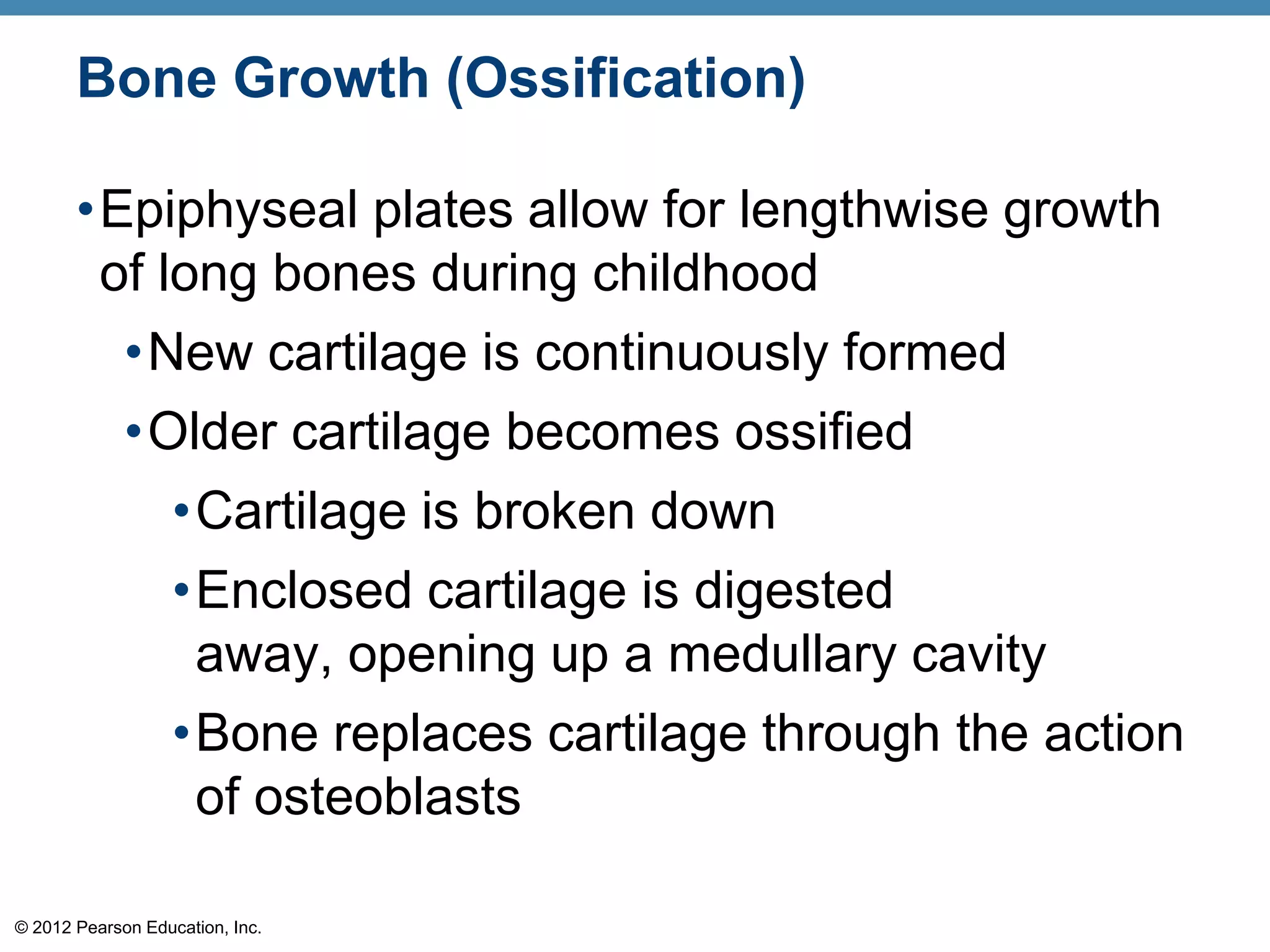 Bone Growth (Ossification)

       •Epiphyseal plates allow for lengthwise growth
        of long bones during childhood
             •New cartilage is continuously formed
             •Older cartilage becomes ossified
               •Cartilage is broken down
                   •Enclosed cartilage is digested
                    away, opening up a medullary cavity
                   •Bone replaces cartilage through the action
                    of osteoblasts

© 2012 Pearson Education, Inc.
 
