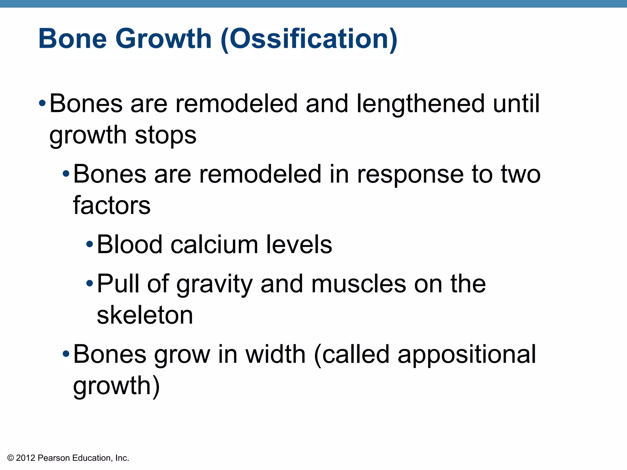 Bone Growth (Ossification)

       •Bones are remodeled and lengthened until
        growth stops
             •Bones are remodeled in response to two
              factors
               •Blood calcium levels
               •Pull of gravity and muscles on the
                skeleton
             •Bones grow in width (called appositional
              growth)

© 2012 Pearson Education, Inc.
 