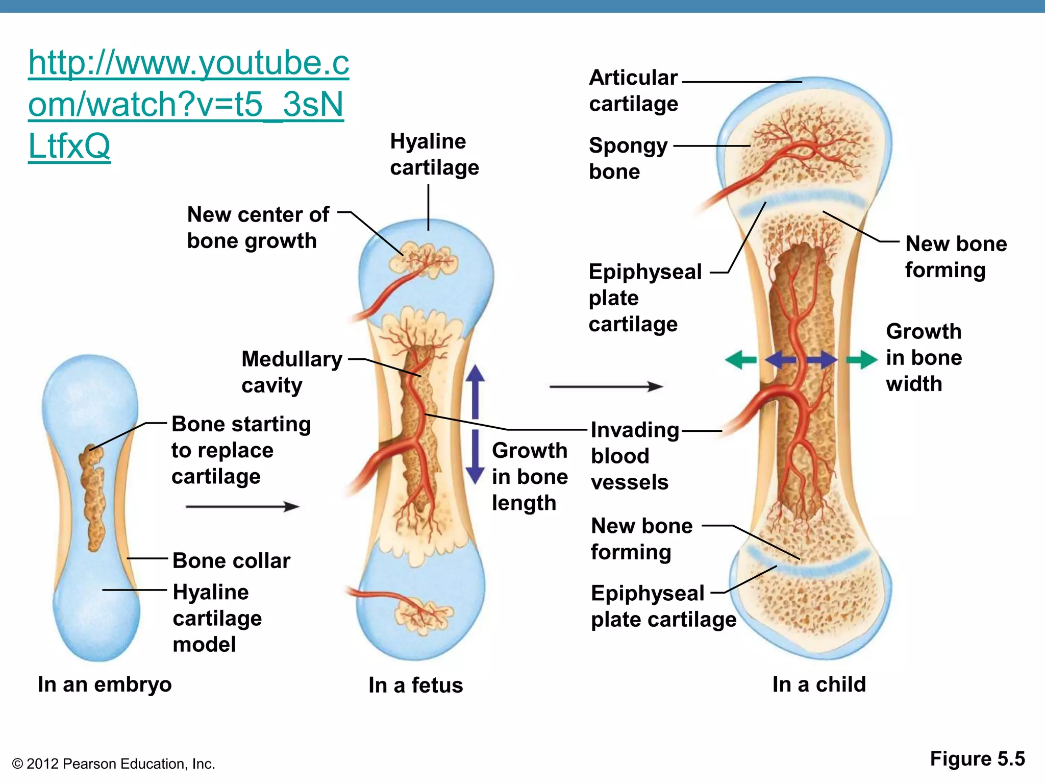 http://www.youtube.c                                               Articular
  om/watch?v=t5_3sN                                                  cartilage

  LtfxQ                                        Hyaline
                                               cartilage
                                                                     Spongy
                                                                     bone
                         New center of
                         bone growth                                                                 New bone
                                                                     Epiphyseal                      forming
                                                                     plate
                                                                     cartilage                      Growth
                                 Medullary                                                          in bone
                                 cavity                                                             width
                       Bone starting                                 Invading
                       to replace                          Growth    blood
                       cartilage                           in bone   vessels
                                                           length
                                                                     New bone
                       Bone collar                                   forming
                       Hyaline                                       Epiphyseal
                       cartilage                                     plate cartilage
                       model
   In an embryo                              In a fetus                                In a child


© 2012 Pearson Education, Inc.                                                                          Figure 5.5
 
