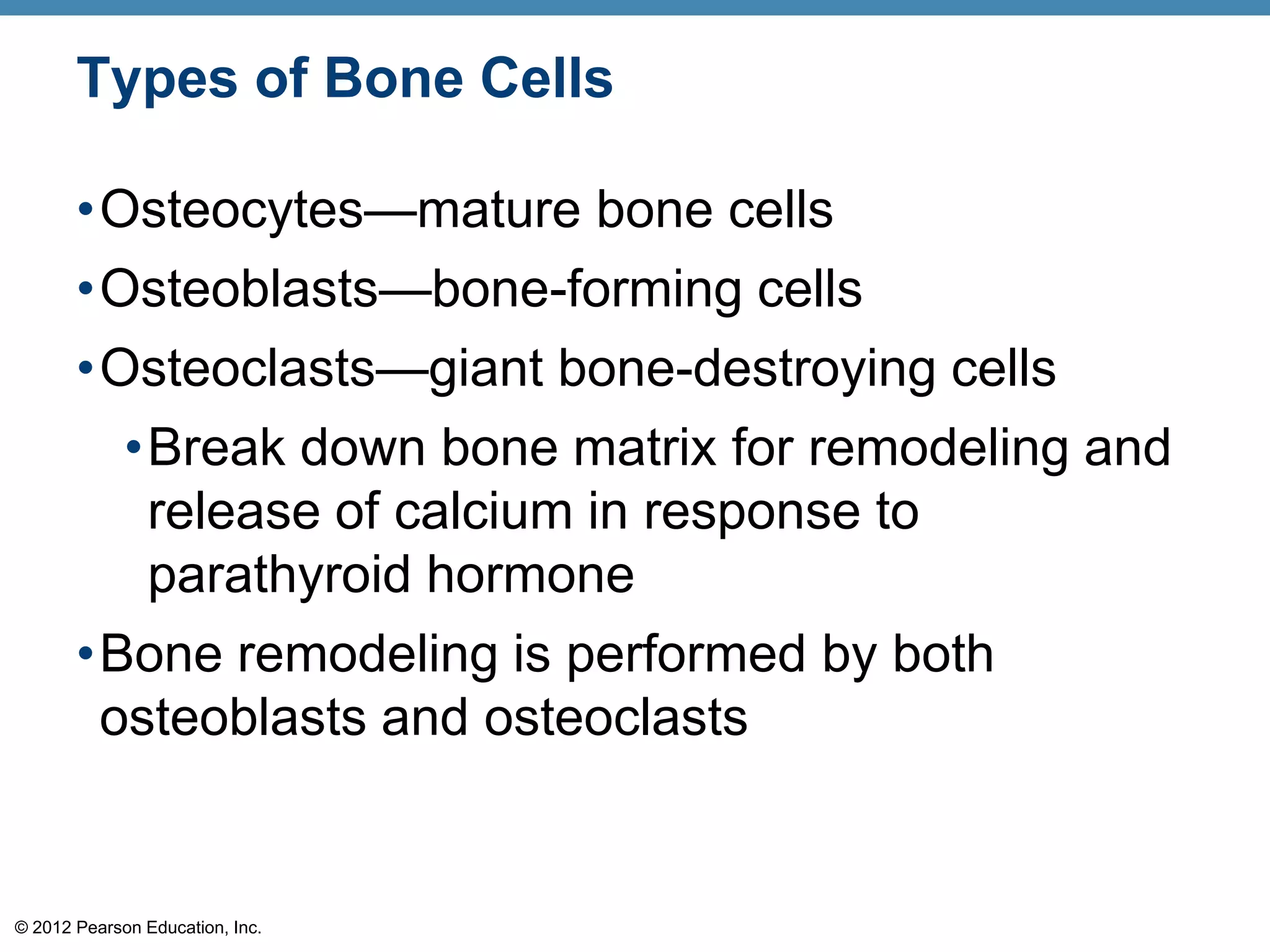 Types of Bone Cells

       •Osteocytes—mature bone cells
       •Osteoblasts—bone-forming cells
       •Osteoclasts—giant bone-destroying cells
         •Break down bone matrix for remodeling and
          release of calcium in response to
          parathyroid hormone
       •Bone remodeling is performed by both
        osteoblasts and osteoclasts


© 2012 Pearson Education, Inc.
 