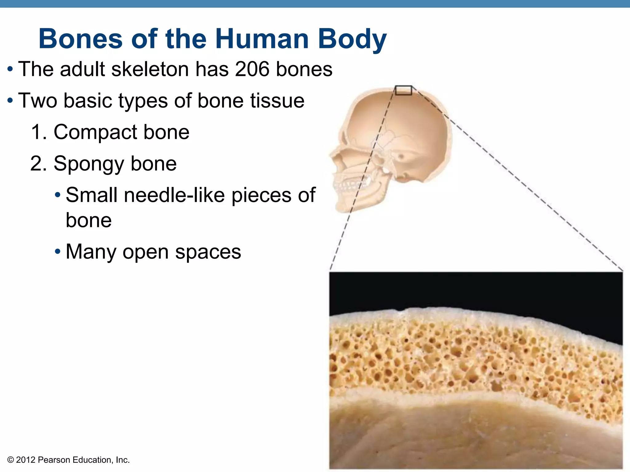 Bones of the Human Body
• The adult skeleton has 206 bones
• Two basic types of bone tissue
   1. Compact bone
     2. Spongy bone
        • Small needle-like pieces of
          bone
        • Many open spaces




© 2012 Pearson Education, Inc.
 
