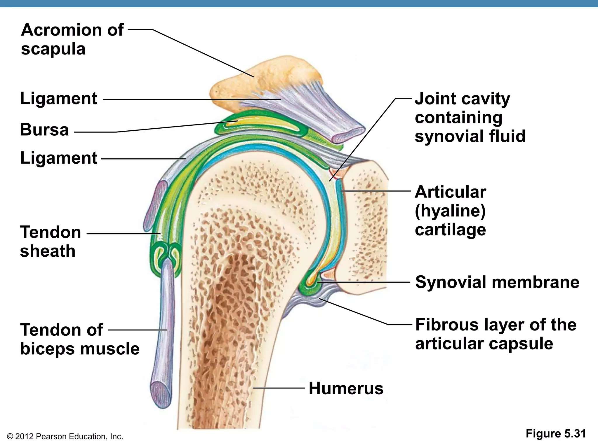 Acromion of
   scapula

   Ligament                                Joint cavity
                                           containing
   Bursa                                   synovial fluid
   Ligament
                                           Articular
                                           (hyaline)
   Tendon                                  cartilage
   sheath
                                           Synovial membrane

   Tendon of                               Fibrous layer of the
   biceps muscle                           articular capsule

                                 Humerus

© 2012 Pearson Education, Inc.                          Figure 5.31
 