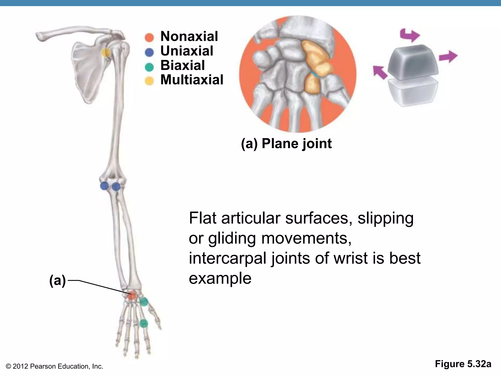Nonaxial
                                 Uniaxial
                                 Biaxial
                                 Multiaxial



                                              (a) Plane joint




                                     Flat articular surfaces, slipping
                                     or gliding movements,
                                     intercarpal joints of wrist is best
             (a)                     example




© 2012 Pearson Education, Inc.                                             Figure 5.32a
 