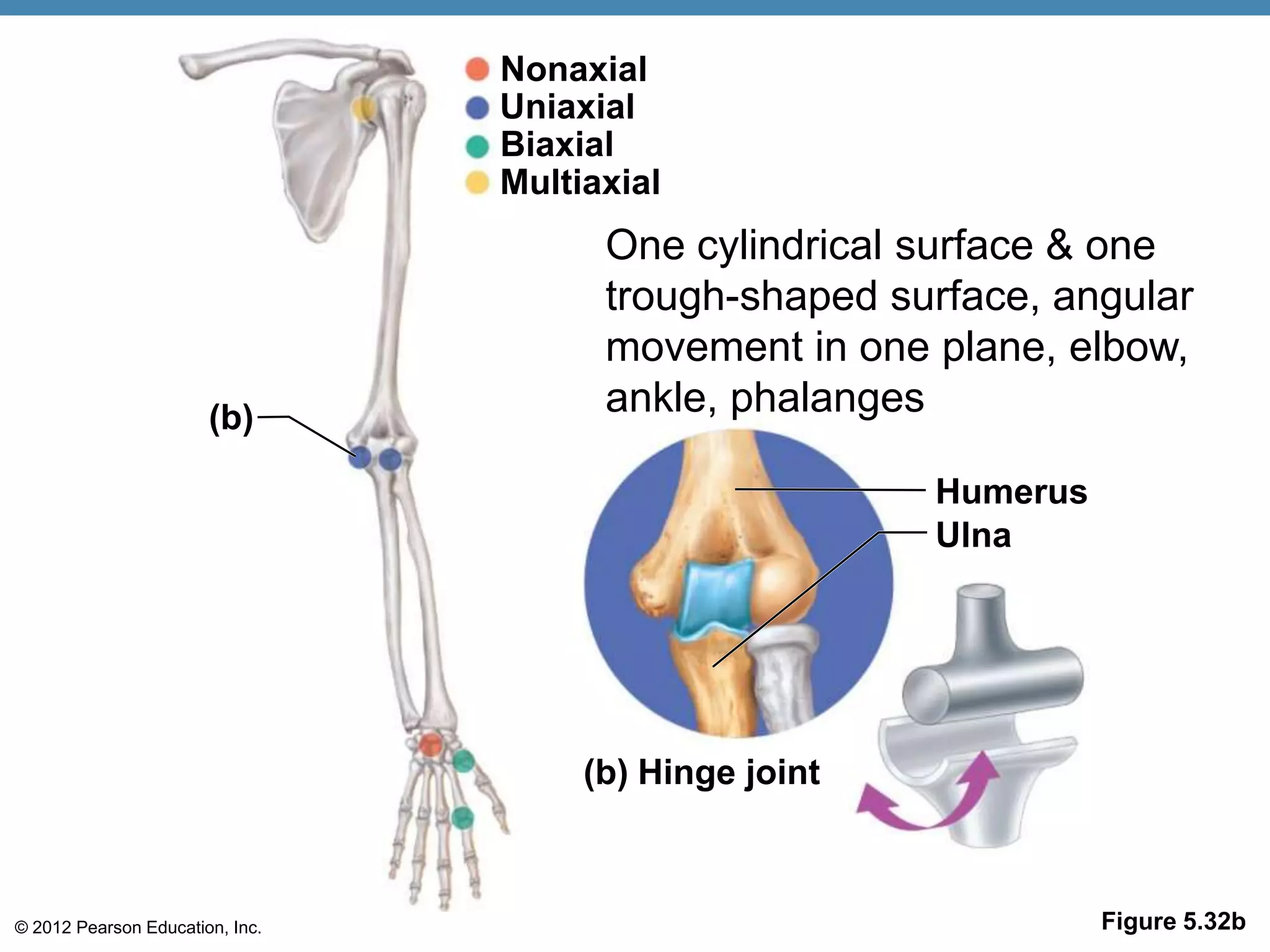 Nonaxial
                                 Uniaxial
                                 Biaxial
                                 Multiaxial
                                       One cylindrical surface & one
                                       trough-shaped surface, angular
                                       movement in one plane, elbow,
                       (b)             ankle, phalanges

                                                        Humerus
                                                        Ulna




                                      (b) Hinge joint



© 2012 Pearson Education, Inc.                                    Figure 5.32b
 