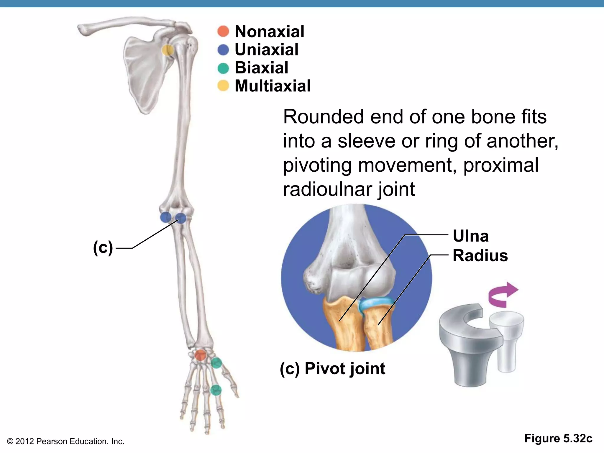 Nonaxial
                                 Uniaxial
                                 Biaxial
                                 Multiaxial
                                       Rounded end of one bone fits
                                       into a sleeve or ring of another,
                                       pivoting movement, proximal
                                       radioulnar joint

                                                           Ulna
                     (c)                                   Radius




                                      (c) Pivot joint



© 2012 Pearson Education, Inc.                                      Figure 5.32c
 