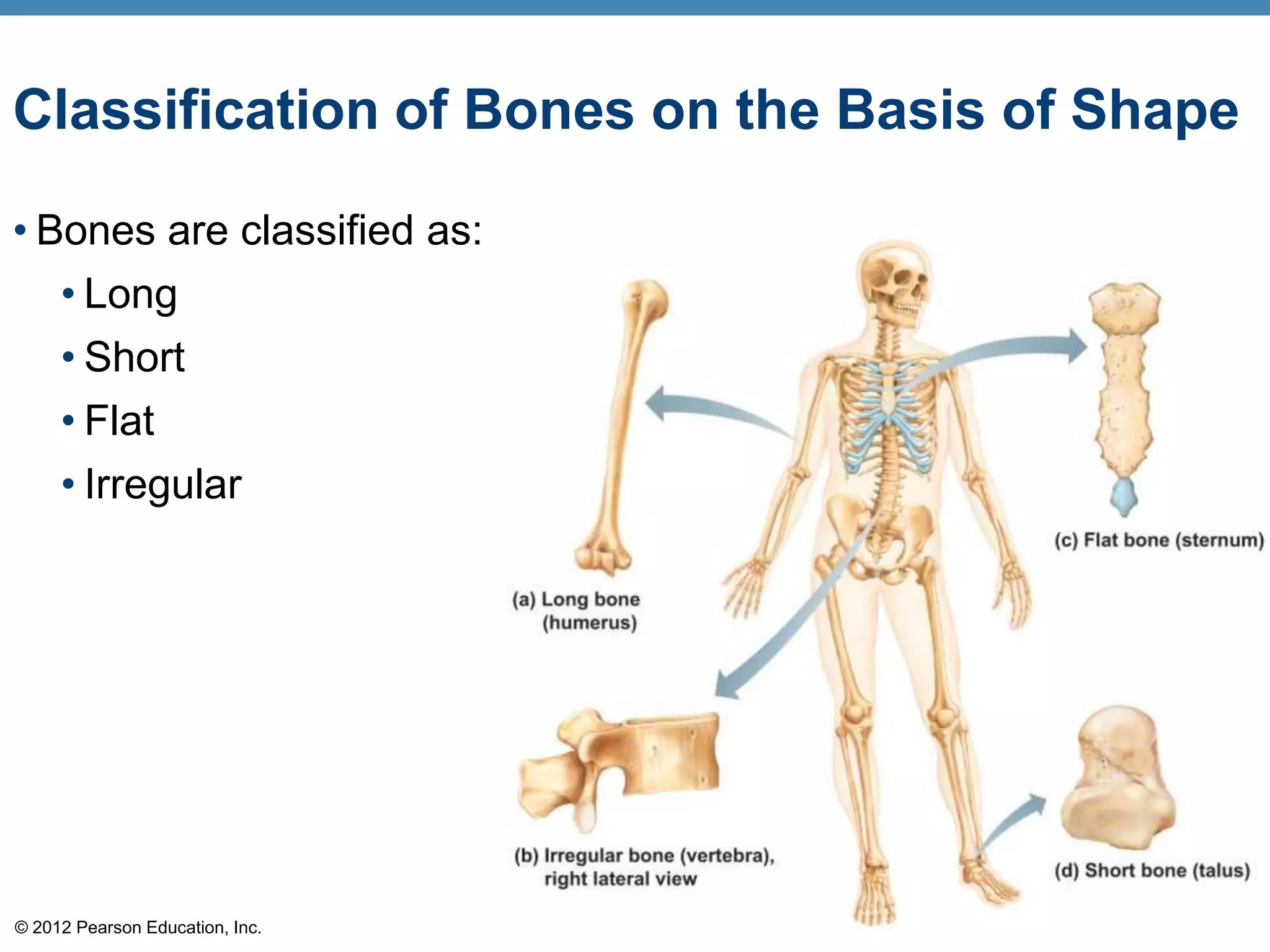 Classification of Bones on the Basis of Shape

• Bones are classified as:
   • Long
     • Short
     • Flat
     • Irregular




© 2012 Pearson Education, Inc.
 