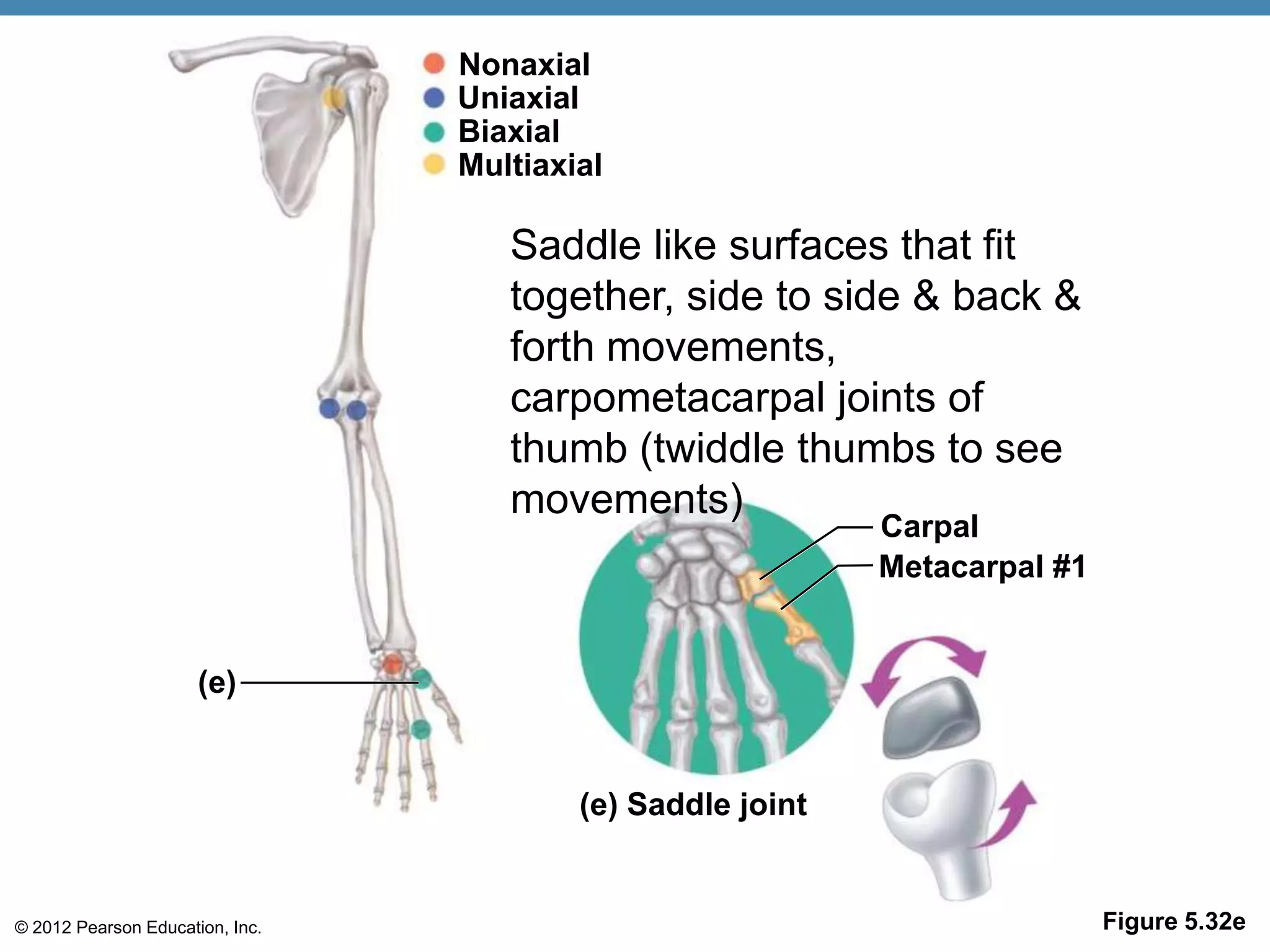 Nonaxial
                                 Uniaxial
                                 Biaxial
                                 Multiaxial

                                    Saddle like surfaces that fit
                                    together, side to side & back &
                                    forth movements,
                                    carpometacarpal joints of
                                    thumb (twiddle thumbs to see
                                    movements)
                                                            Carpal
                                                            Metacarpal #1


                      (e)


                                         (e) Saddle joint


© 2012 Pearson Education, Inc.                                              Figure 5.32e
 
