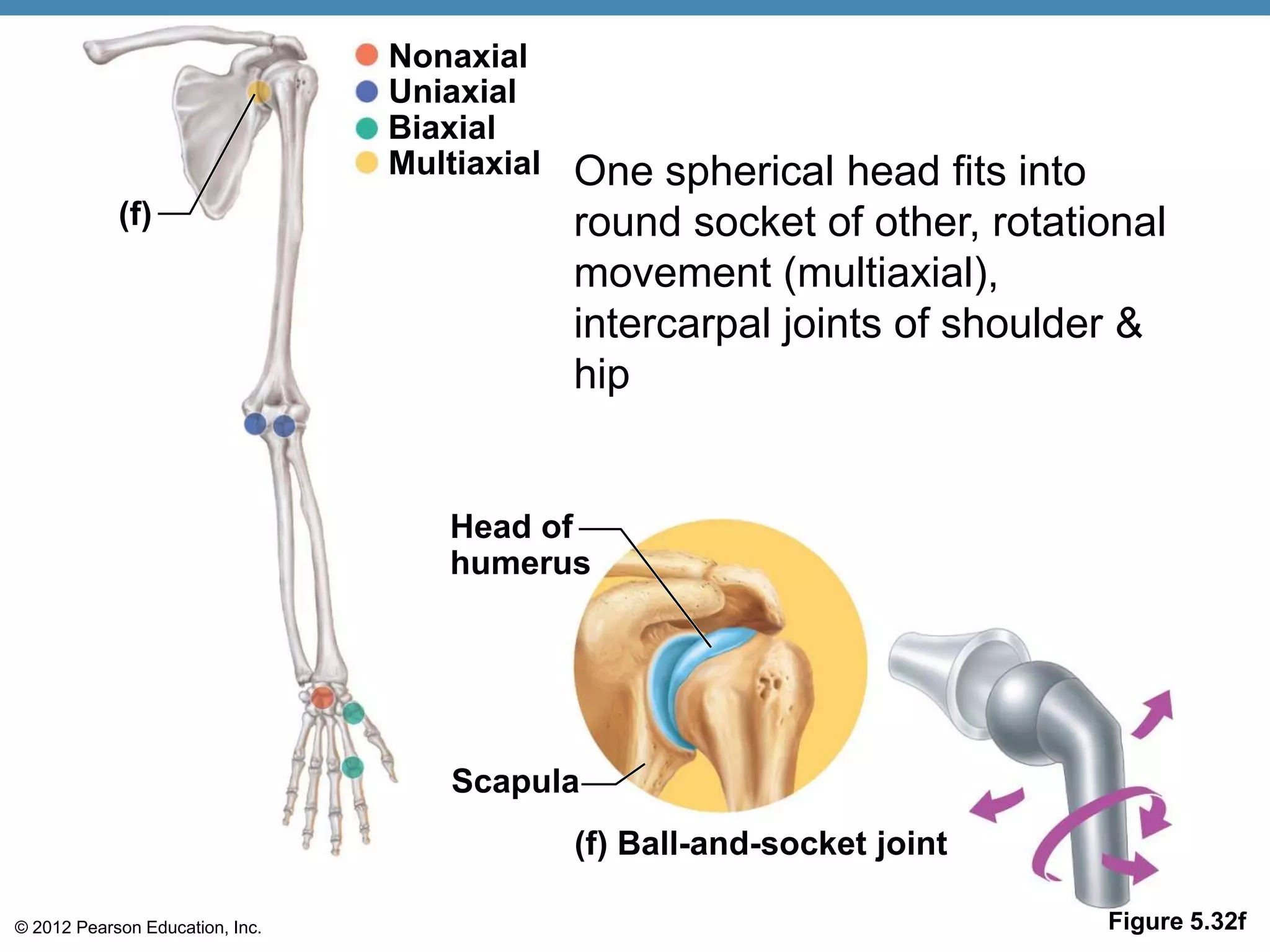 Nonaxial
                                 Uniaxial
                                 Biaxial
                                 Multiaxial   One spherical head fits into
            (f)                               round socket of other, rotational
                                              movement (multiaxial),
                                              intercarpal joints of shoulder &
                                              hip


                                     Head of
                                     humerus




                                     Scapula
                                              (f) Ball-and-socket joint

© 2012 Pearson Education, Inc.                                             Figure 5.32f
 