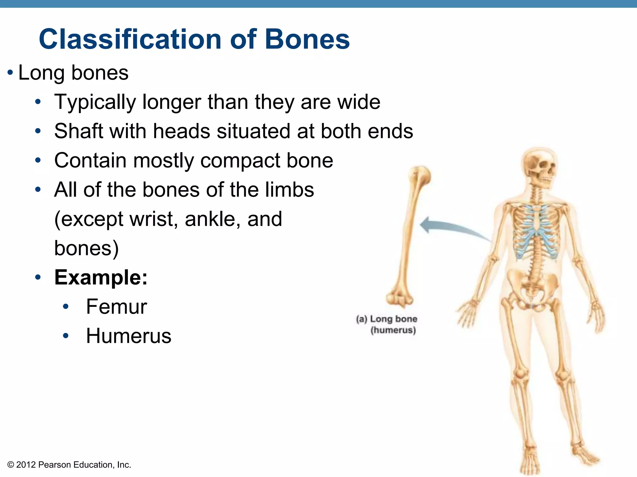 Classification of Bones
• Long bones
   • Typically longer than they are wide
   • Shaft with heads situated at both ends
   • Contain mostly compact bone
   • All of the bones of the limbs
     (except wrist, ankle, and
     bones)
   • Example:
      • Femur
      • Humerus




© 2012 Pearson Education, Inc.
 