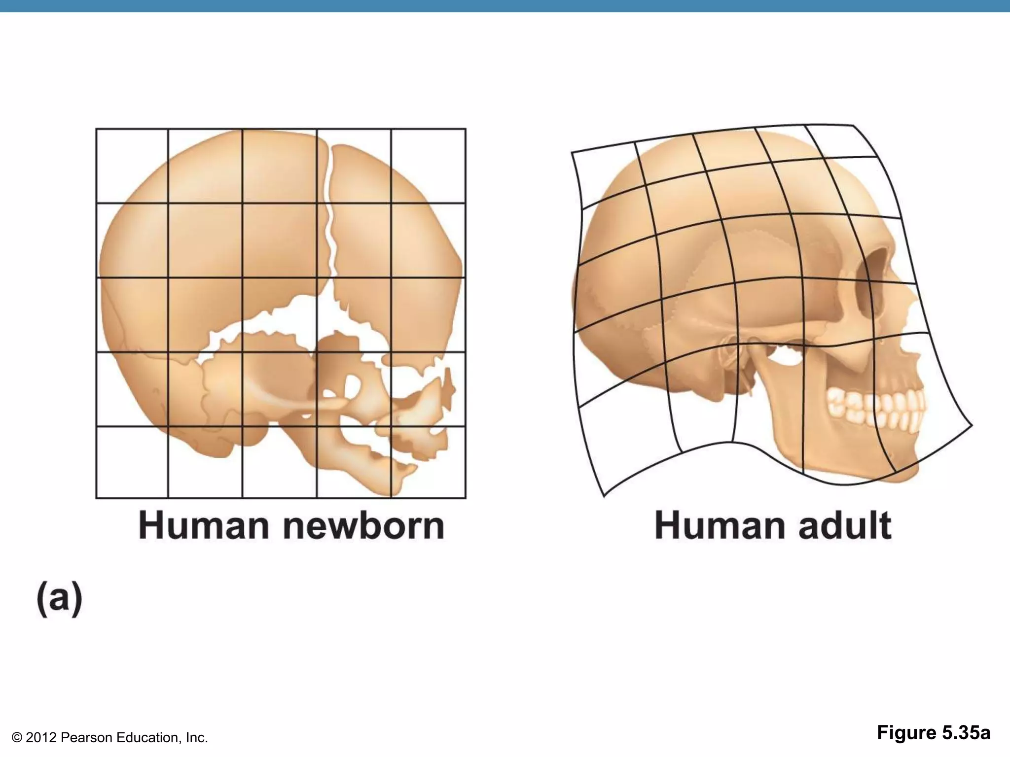 © 2012 Pearson Education, Inc.   Figure 5.35a
 
