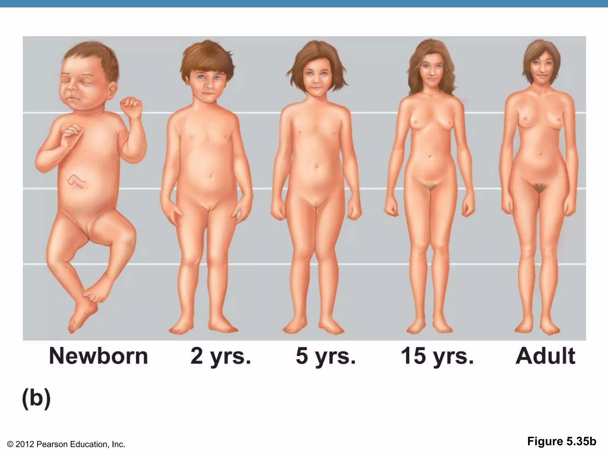 © 2012 Pearson Education, Inc.   Figure 5.35b
 