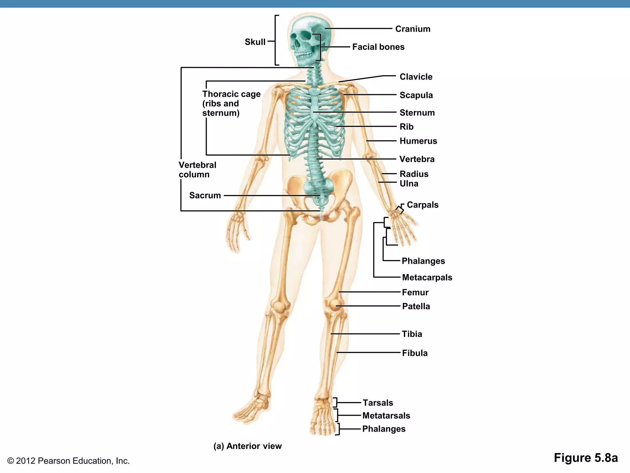 Cranium
                                                Skull
                                                             Facial bones


                                                                       Clavicle
                                      Thoracic cage                    Scapula
                                      (ribs and
                                      sternum)                         Sternum
                                                                       Rib
                                                                       Humerus

                                                                       Vertebra
                                 Vertebral
                                 column                                Radius
                                                                       Ulna
                                   Sacrum
                                                                            Carpals




                                                                        Phalanges
                                                                        Metacarpals
                                                                        Femur
                                                                        Patella


                                                                        Tibia

                                                                        Fibula




                                                               Tarsals
                                                               Metatarsals
                                                               Phalanges
                                         (a) Anterior view
© 2012 Pearson Education, Inc.                                                        Figure 5.8a
 