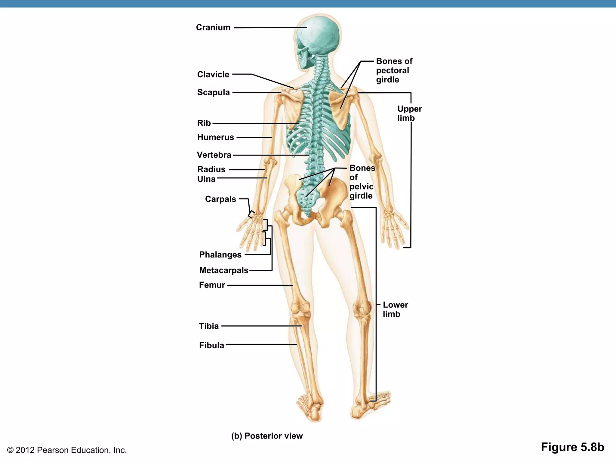Cranium


                                                                          Bones of
                                 Clavicle                                 pectoral
                                                                          girdle
                                 Scapula
                                                                              Upper
                                                                              limb
                                 Rib
                                 Humerus

                                 Vertebra
                                 Radius                          Bones
                                 Ulna                            of
                                                                 pelvic
                                  Carpals                        girdle




                                 Phalanges
                                 Metacarpals
                                 Femur

                                                                           Lower
                                                                           limb
                                 Tibia

                                 Fibula




                                            (b) Posterior view
© 2012 Pearson Education, Inc.                                                        Figure 5.8b
 