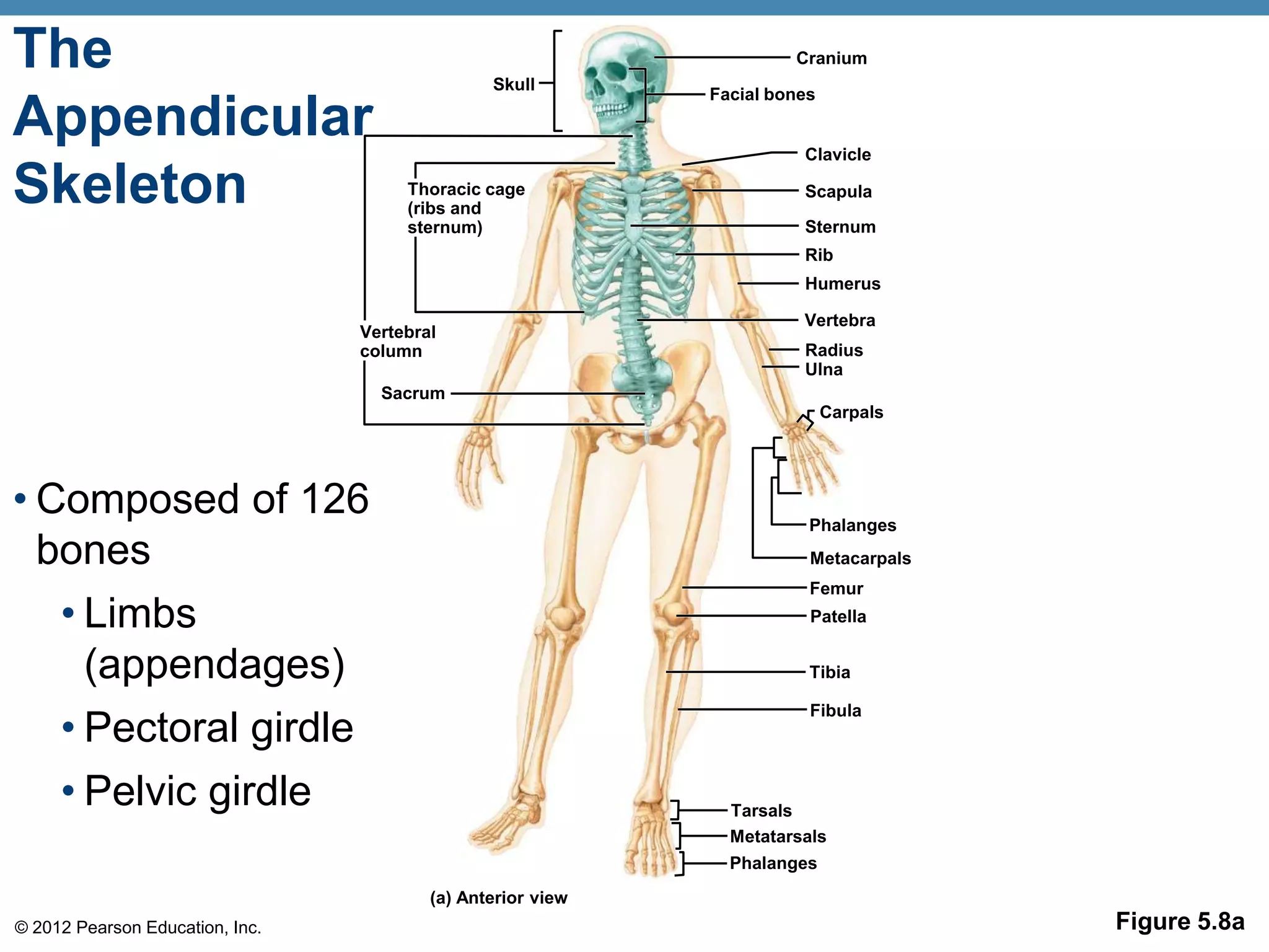 The                                             Skull
                                                                      Cranium

                                                             Facial bones
Appendicular                                                           Clavicle

Skeleton                              Thoracic cage
                                      (ribs and
                                                                       Scapula

                                      sternum)                         Sternum
                                                                       Rib
                                                                       Humerus

                                                                       Vertebra
                                 Vertebral
                                 column                                Radius
                                                                       Ulna
                                   Sacrum
                                                                            Carpals




• Composed of 126                                                       Phalanges
  bones                                                                 Metacarpals
                                                                        Femur
   • Limbs                                                              Patella


     (appendages)                                                       Tibia


     • Pectoral girdle
                                                                        Fibula




     • Pelvic girdle                                           Tarsals
                                                               Metatarsals
                                                               Phalanges
                                         (a) Anterior view
© 2012 Pearson Education, Inc.                                                        Figure 5.8a
 