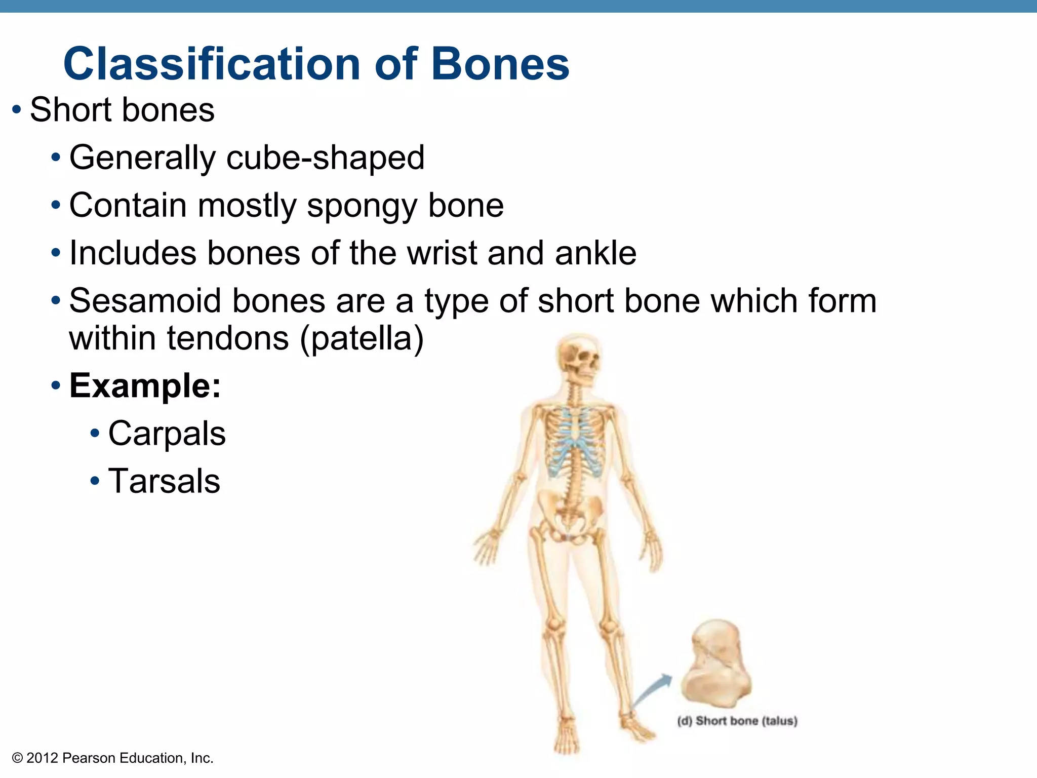 Classification of Bones
• Short bones
   • Generally cube-shaped
   • Contain mostly spongy bone
   • Includes bones of the wrist and ankle
   • Sesamoid bones are a type of short bone which form
     within tendons (patella)
   • Example:
       • Carpals
       • Tarsals




© 2012 Pearson Education, Inc.
 