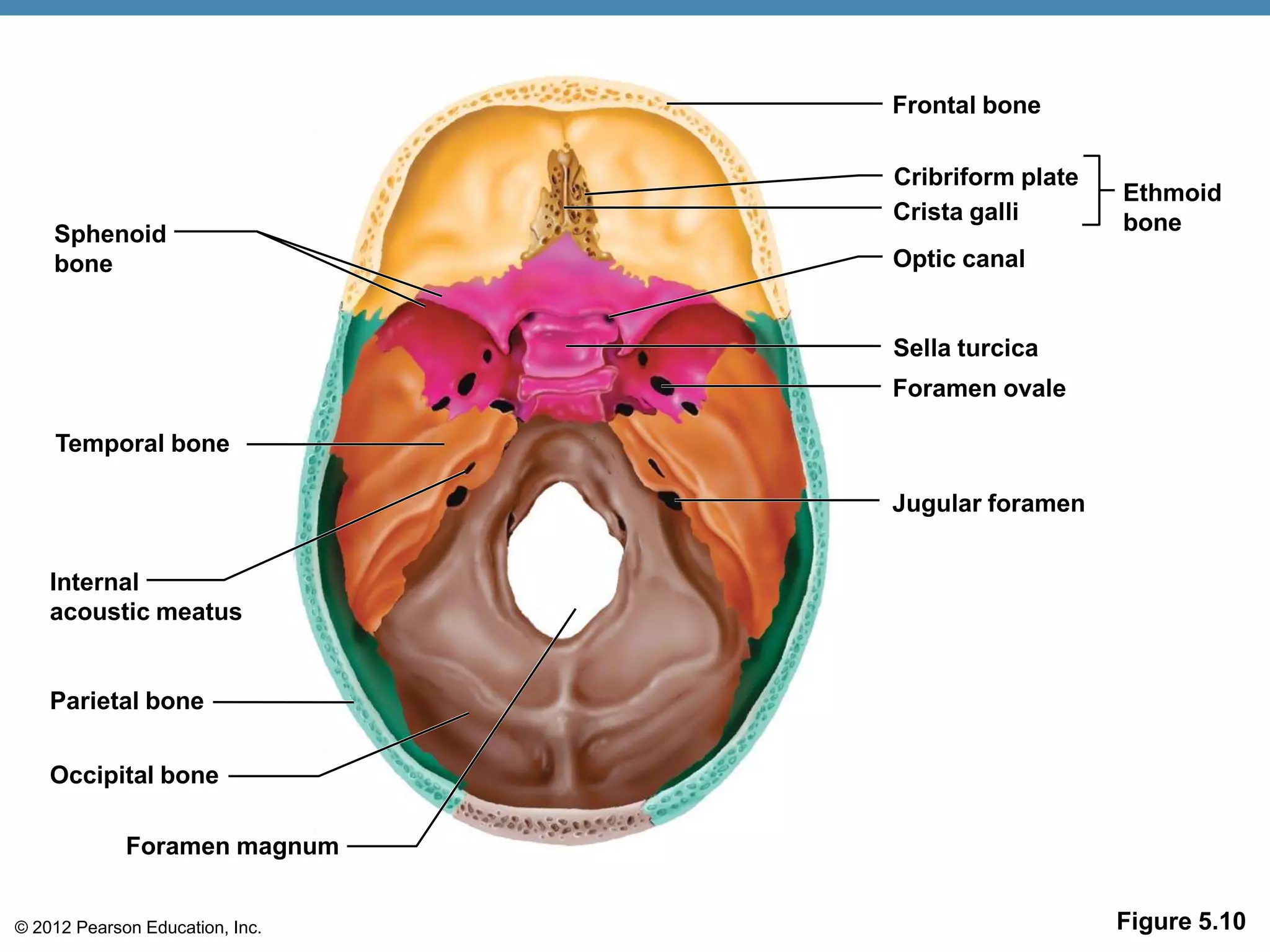 Frontal bone

                                 Cribriform plate
                                                    Ethmoid
                                 Crista galli       bone
    Sphenoid
    bone                         Optic canal


                                 Sella turcica
                                 Foramen ovale

    Temporal bone

                                 Jugular foramen


    Internal
    acoustic meatus


    Parietal bone


    Occipital bone

             Foramen magnum


© 2012 Pearson Education, Inc.                      Figure 5.10
 