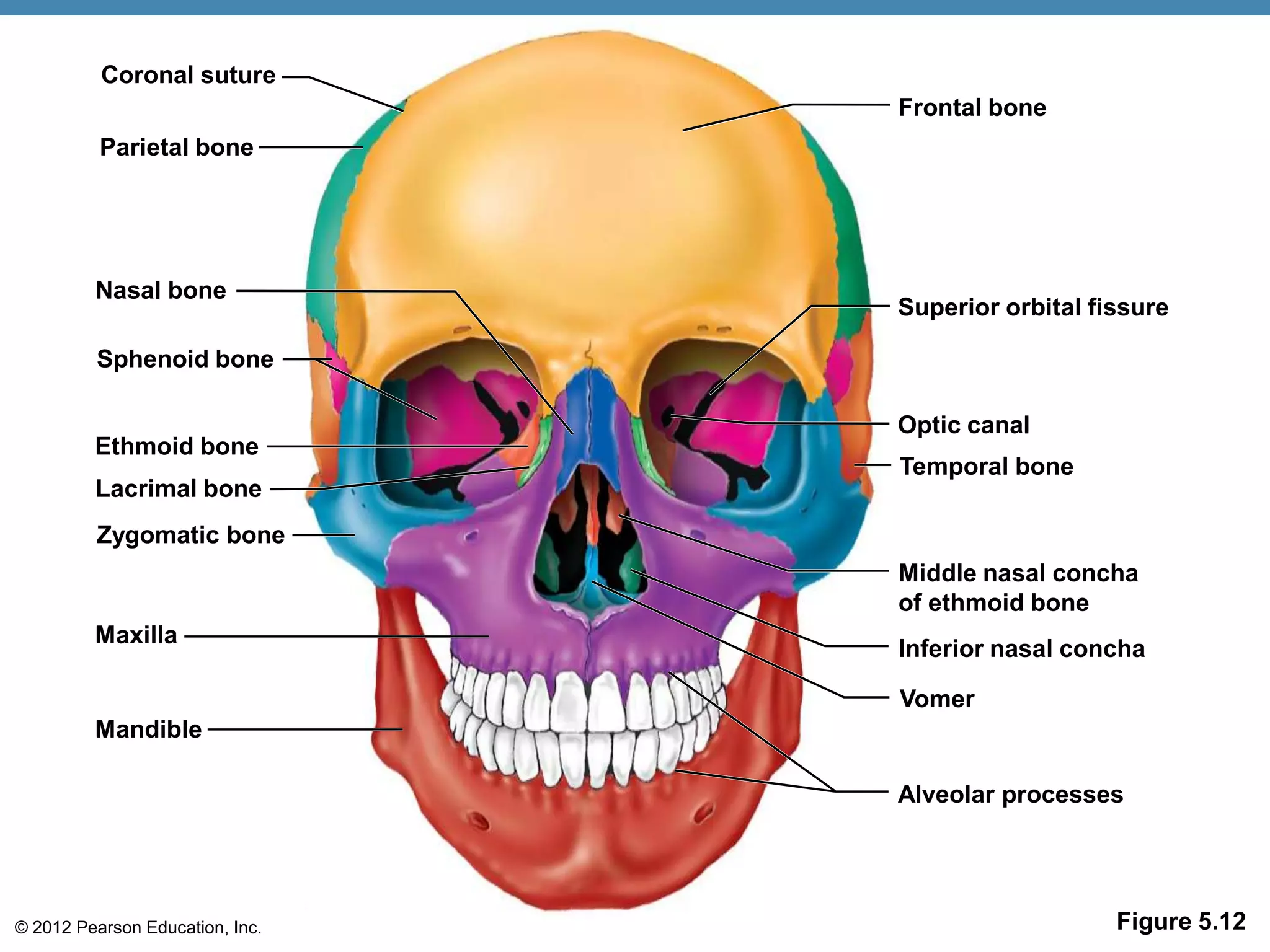 Coronal suture
                                 Frontal bone
          Parietal bone




         Nasal bone
                                 Superior orbital fissure

         Sphenoid bone

                                 Optic canal
         Ethmoid bone
                                 Temporal bone
         Lacrimal bone
         Zygomatic bone
                                 Middle nasal concha
                                 of ethmoid bone
         Maxilla
                                 Inferior nasal concha

                                 Vomer
         Mandible

                                 Alveolar processes




© 2012 Pearson Education, Inc.                      Figure 5.12
 