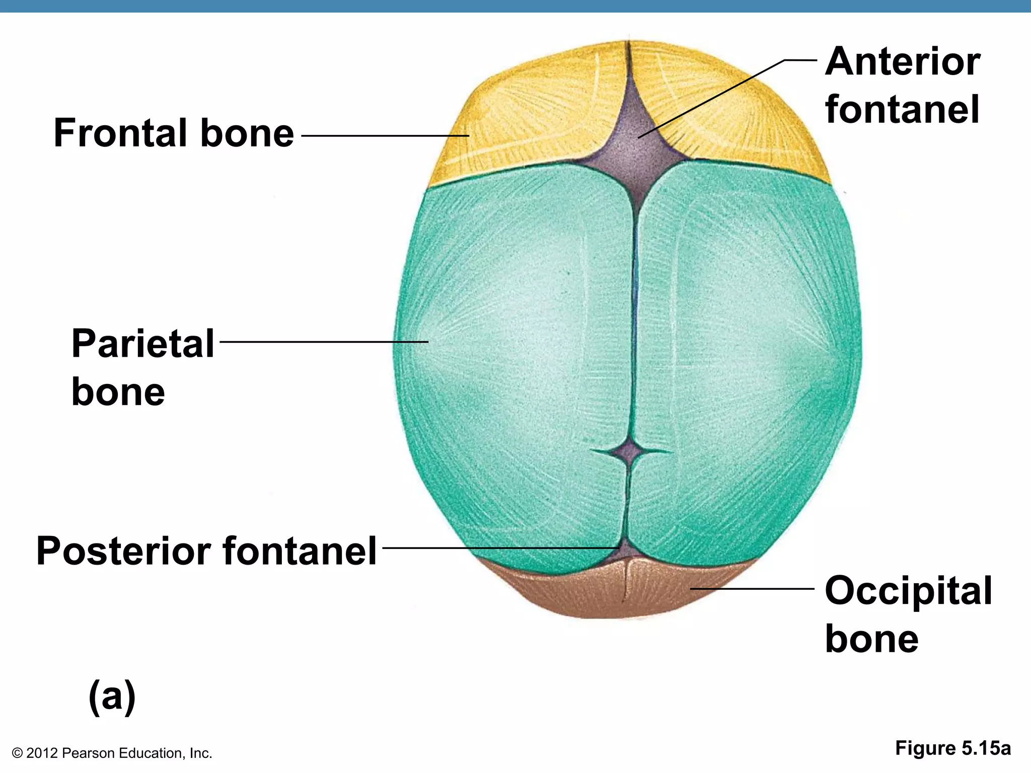 Anterior
                                 fontanel
      Frontal bone




        Parietal
        bone


   Posterior fontanel
                                 Occipital
                                 bone
           (a)
© 2012 Pearson Education, Inc.      Figure 5.15a
 